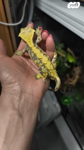 תמונת מודעה - חיות מחמד