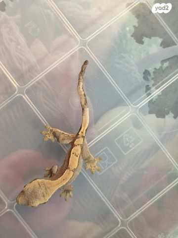 תמונת מודעה - חיות מחמד