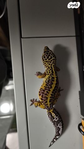 תמונת מודעה - חיות מחמד