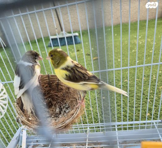 תמונת מודעה - חיות מחמד