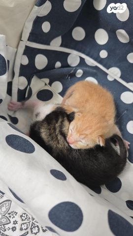 תמונת מודעה - חיות מחמד