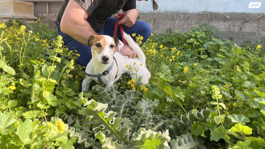 תמונת מודעה - חיות מחמד