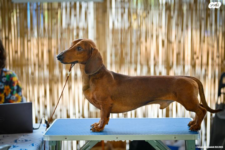 תמונת מודעה - חיות מחמד
