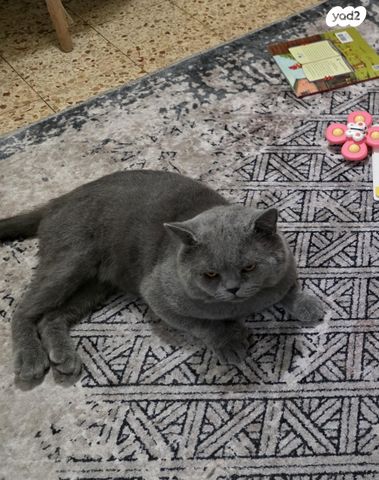 תמונת מודעה - חיות מחמד