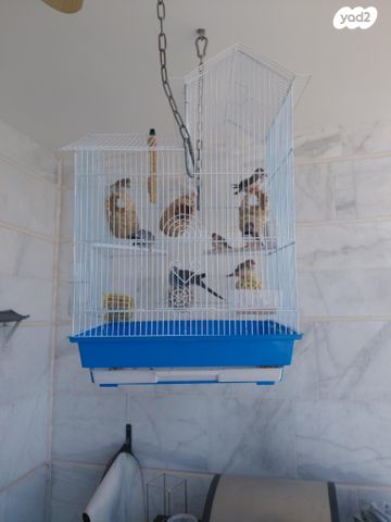 תמונת מודעה - חיות מחמד