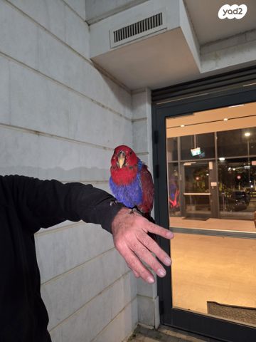 תמונת מודעה - חיות מחמד