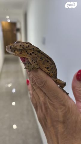 תמונת מודעה - חיות מחמד