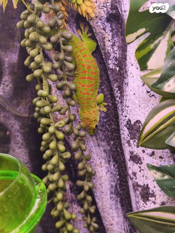 תמונת מודעה - חיות מחמד