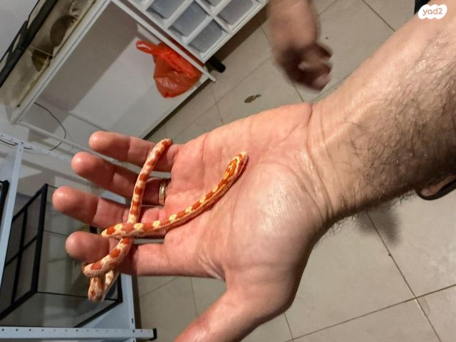 תמונת מודעה - חיות מחמד