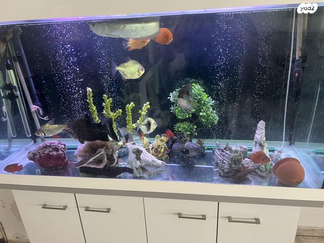 תמונת מודעה - חיות מחמד