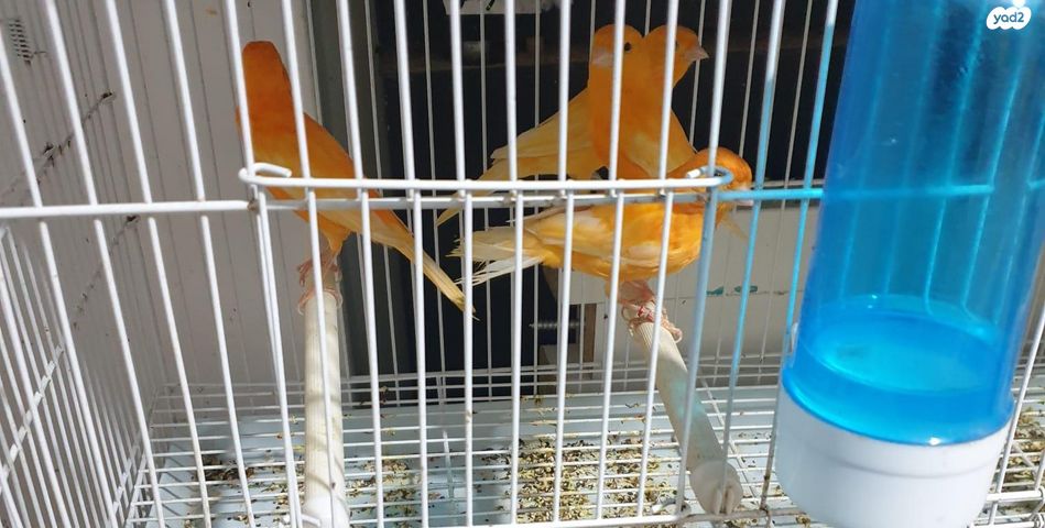 תמונת מודעה - חיות מחמד