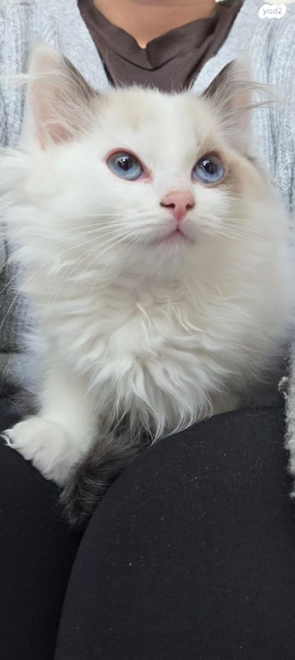 תמונת מודעה - חיות מחמד