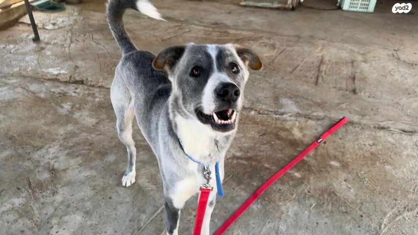 תמונת מודעה - חיות מחמד