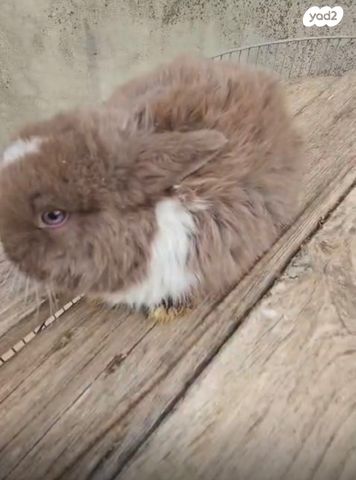 תמונת מודעה - חיות מחמד