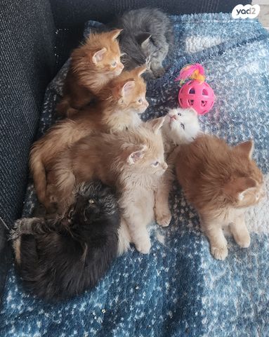 תמונת מודעה - חיות מחמד