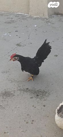 תמונת מודעה - חיות מחמד