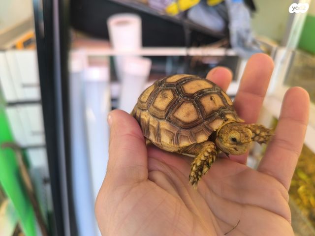 תמונת מודעה - חיות מחמד