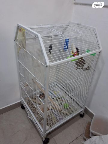 תמונת מודעה - חיות מחמד