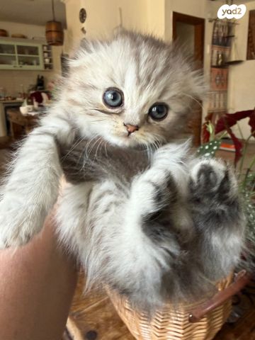 תמונת מודעה - חיות מחמד