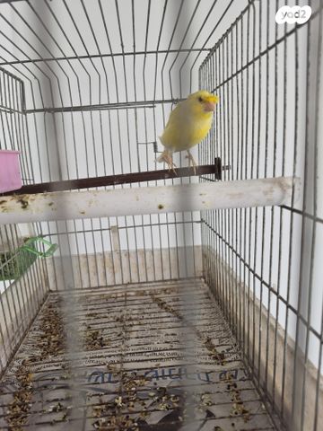 תמונת מודעה - חיות מחמד