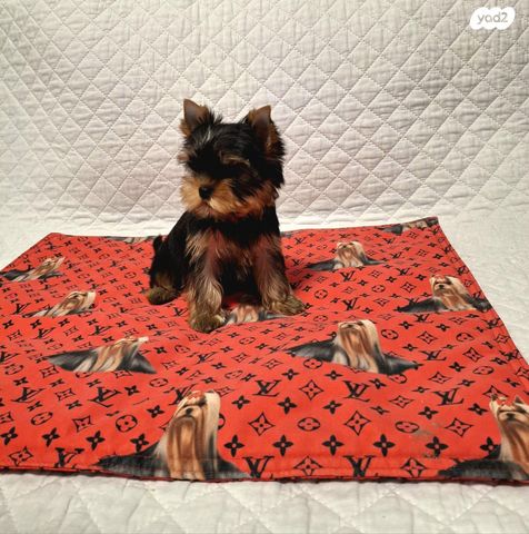 תמונת מודעה - חיות מחמד