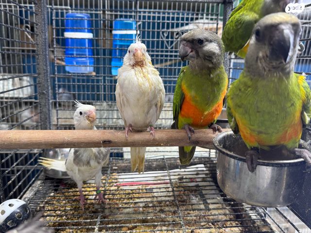 תמונת מודעה - חיות מחמד