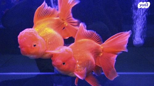 תמונת מודעה - חיות מחמד