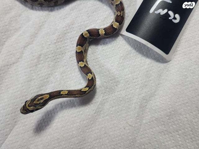 תמונת מודעה - חיות מחמד