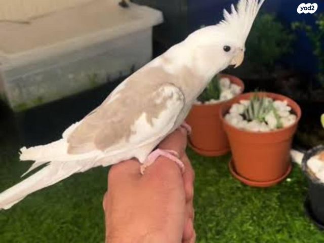 תמונת מודעה - חיות מחמד