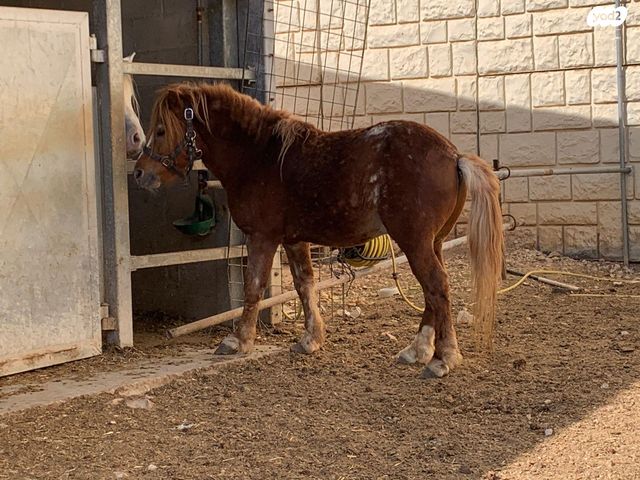 תמונת מודעה - חיות מחמד