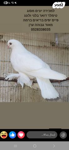 תמונת מודעה - חיות מחמד