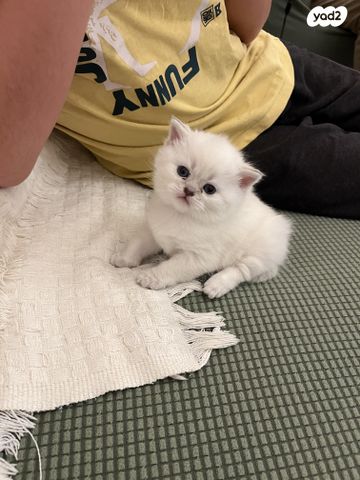 תמונת מודעה - חיות מחמד