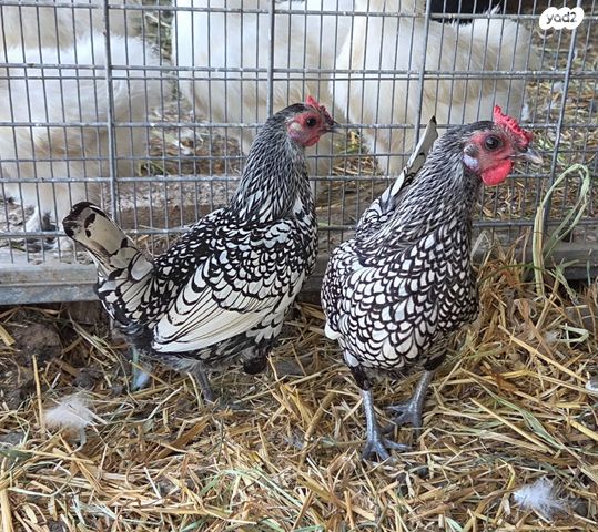 תמונת מודעה - חיות מחמד