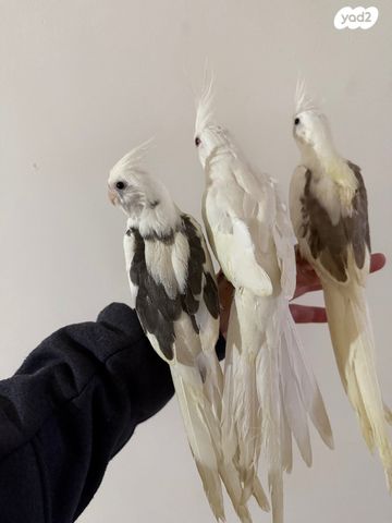 תמונת מודעה - חיות מחמד