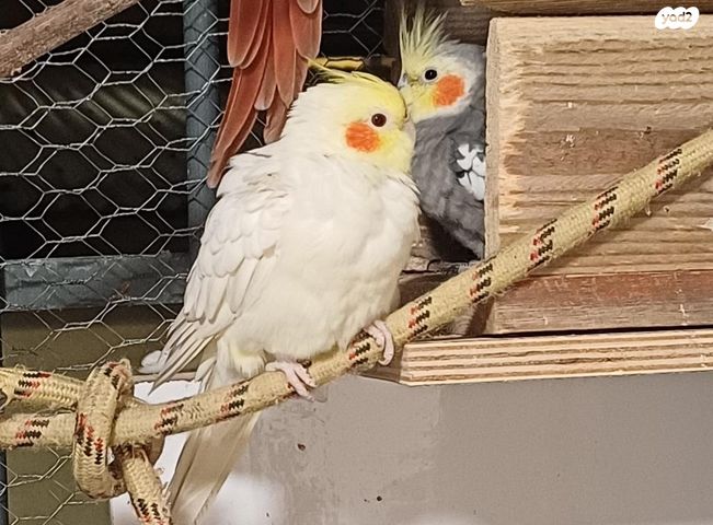 תמונת מודעה - חיות מחמד