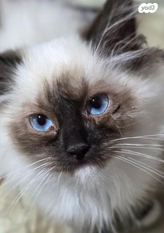 תמונת מודעה - חיות מחמד