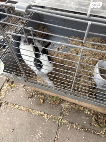 תמונת מודעה - חיות מחמד