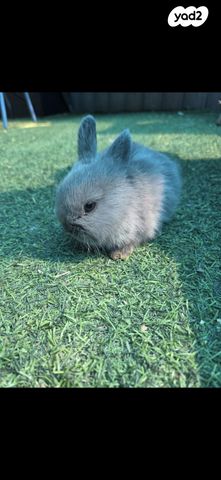 תמונת מודעה - חיות מחמד