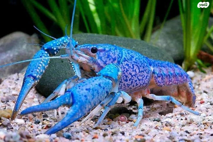 תמונת מודעה - חיות מחמד