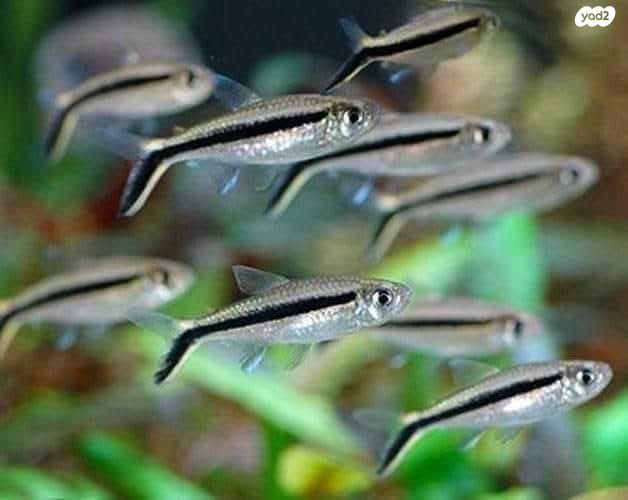 תמונת מודעה - חיות מחמד