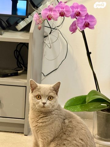 תמונת מודעה - חיות מחמד