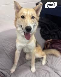 תמונת מודעה - חיות מחמד