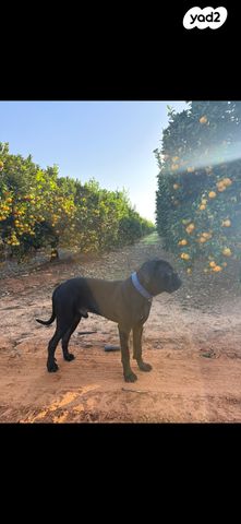 תמונת מודעה - חיות מחמד