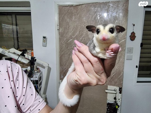 תמונת מודעה - חיות מחמד