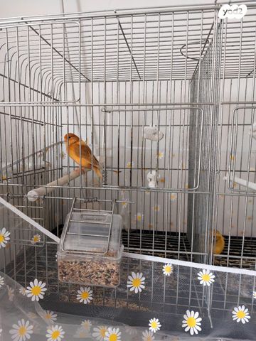 תמונת מודעה - חיות מחמד