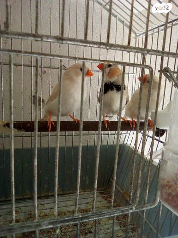 תמונת מודעה - חיות מחמד