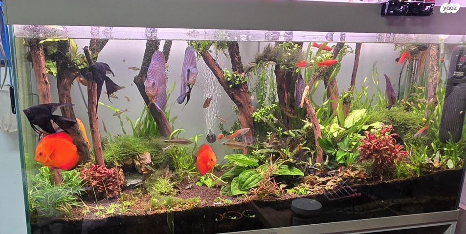 תמונת מודעה - חיות מחמד