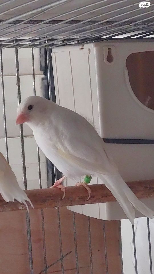 תמונת מודעה - חיות מחמד