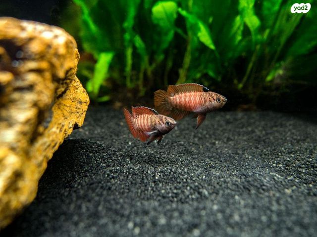 תמונת מודעה - חיות מחמד