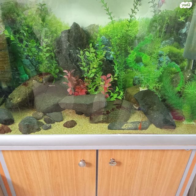 תמונת מודעה - חיות מחמד